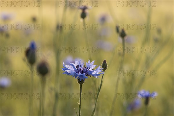 Inflorescence of a cornflower