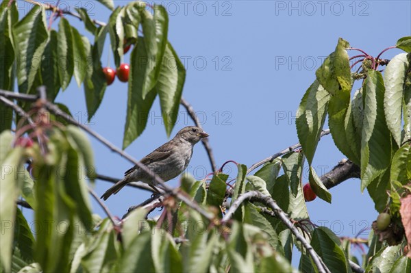 Female House Sparrow