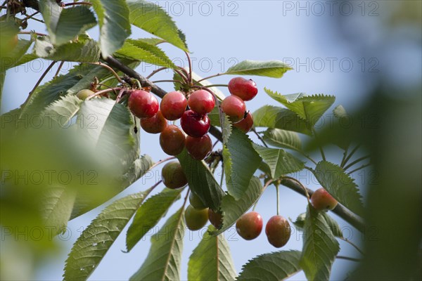 Ripe red cherries on a cherry tree