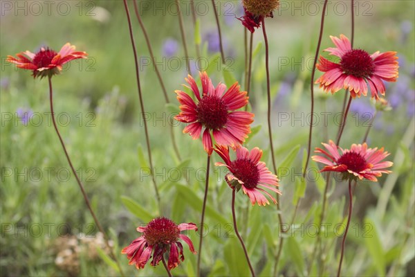 Red blossoms of a flower in a garden. Brandenburg