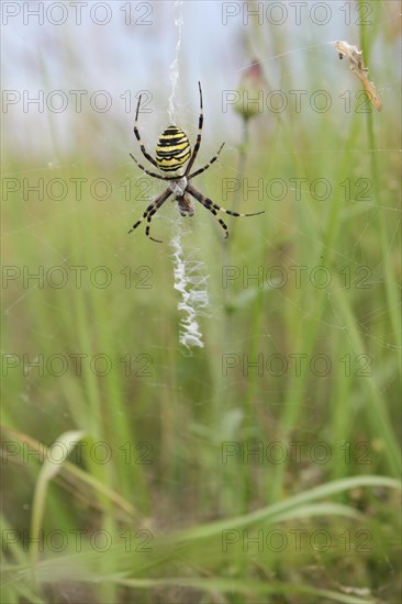 Wasp spider