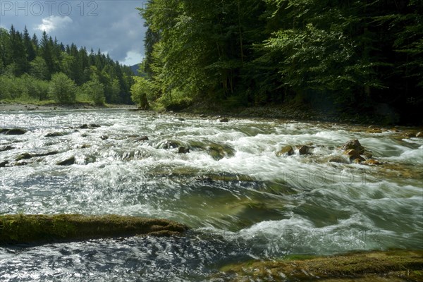 Raging current in the Ammer River near Bad Kohlgrub. Bavaria