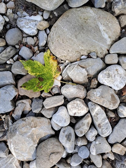 Colourful leaves of sycamore maple