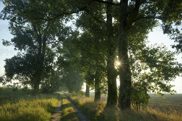 Avenue with poplars