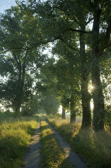 Avenue with poplars