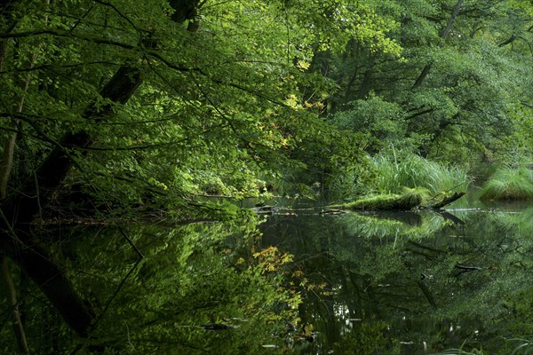 Vegetation reflected in a still water body. Brandenburg