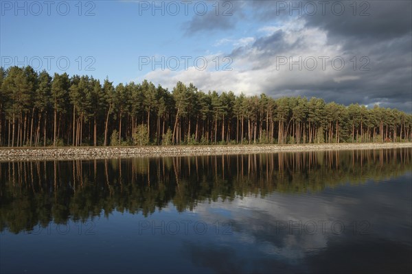 Clouds and pines