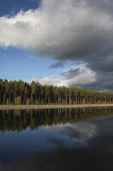 Clouds and pines