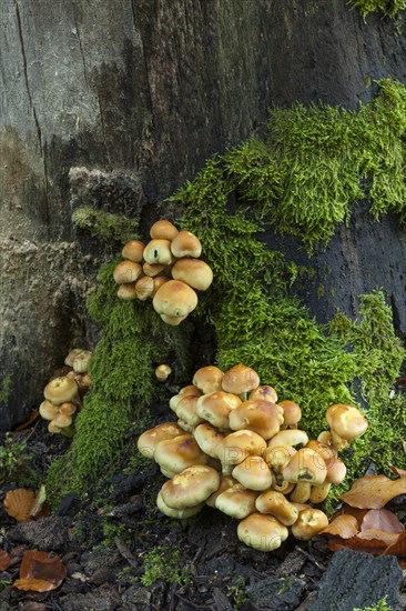 Sulphur heads at the foot of a dead tree. Brandenburg