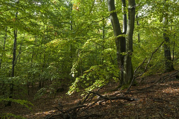 Beech forest with deadwood in autumn. Brandenburg