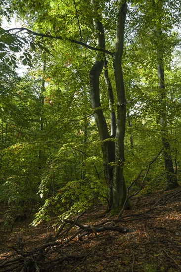 Beech forest with deadwood in autumn. Brandenburg