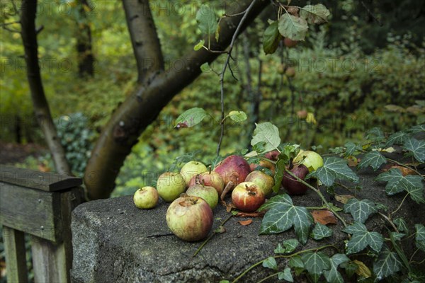 Apples with wasps on a garden wall with ivy. Brandenburg