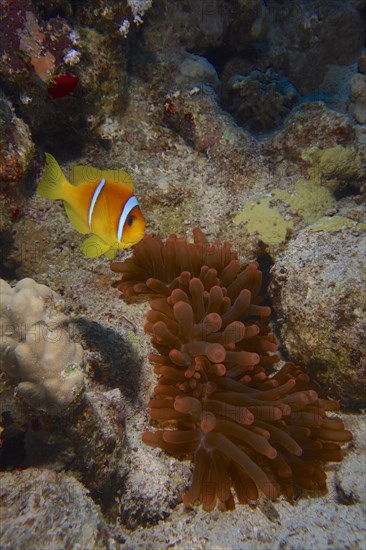 Fluorescent bubble-tip anemone