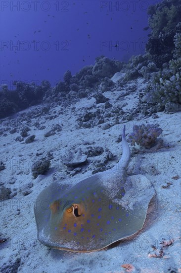 Bluespotted ribbontail ray