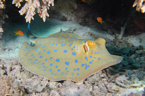 Bluespotted ribbontail ray