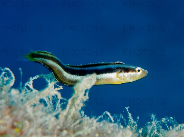 Dussumier's sabre-tooth blenny