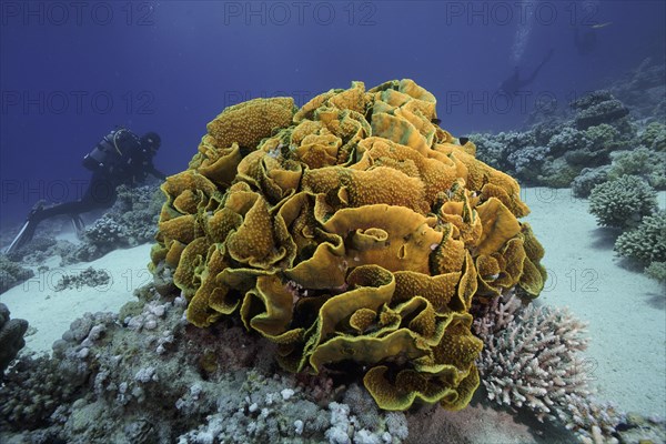 Yellow scroll coral