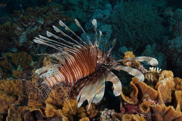 Pacific red lionfish
