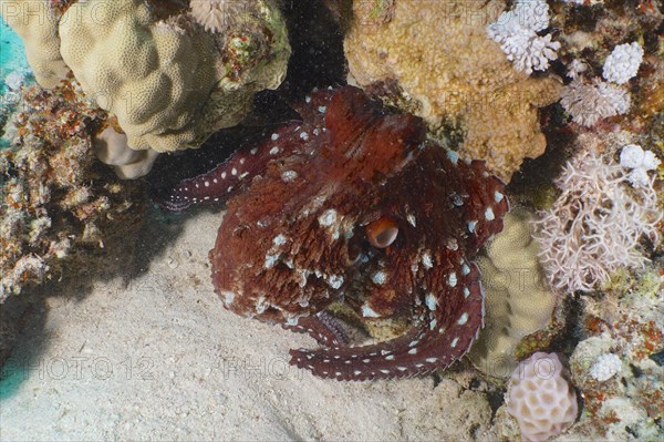 Great Blue Octopus