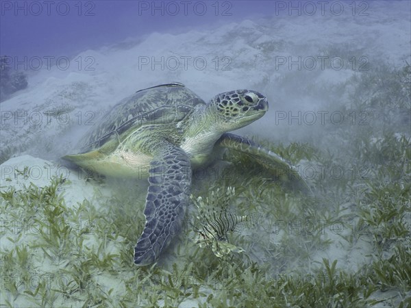 Green turtle