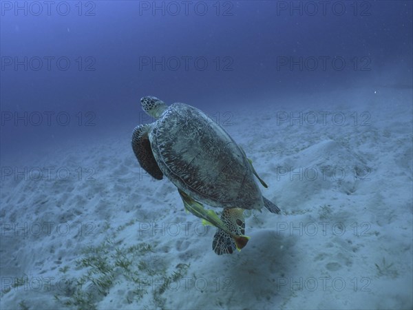 Green turtle