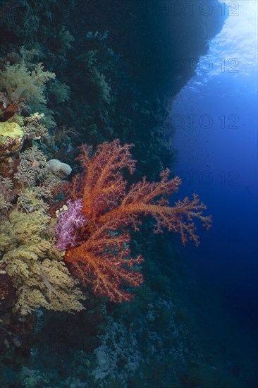 Hemprich's tree coral