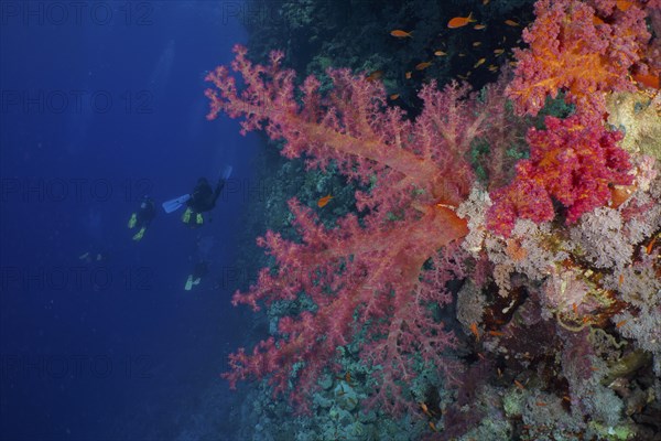 Hemprich's tree coral