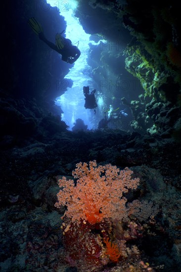 Hemprich's tree coral