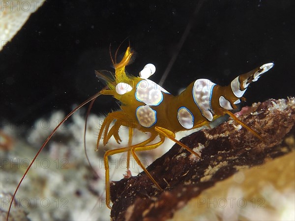 Squat shrimp