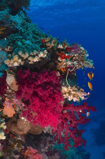 Klunzinger's tree coral