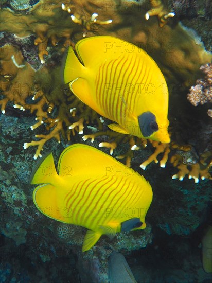 Pair of bluecheek butterflyfish