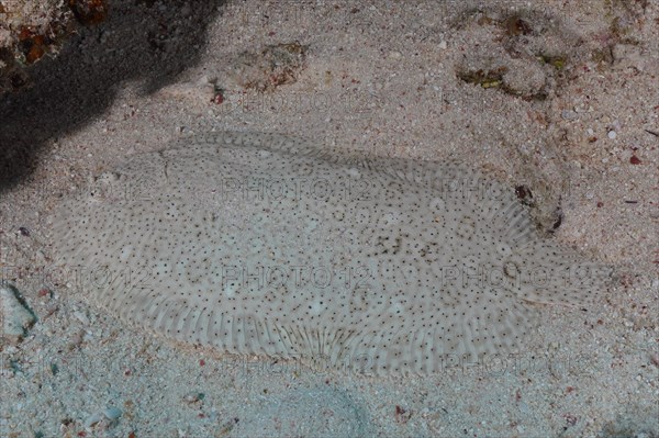 Well camouflaged finless sole