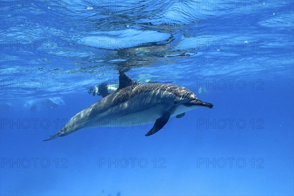Spinner dolphin