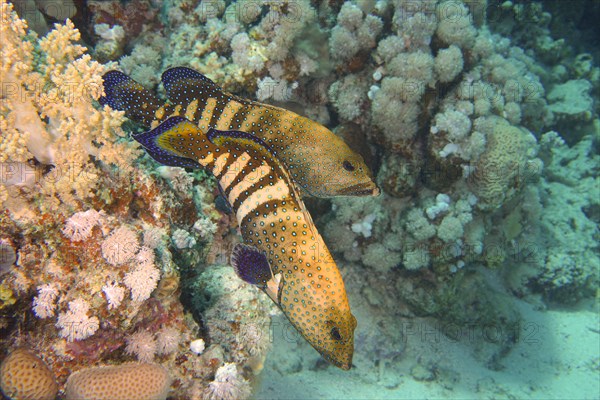 Pair of bluespotted grouper