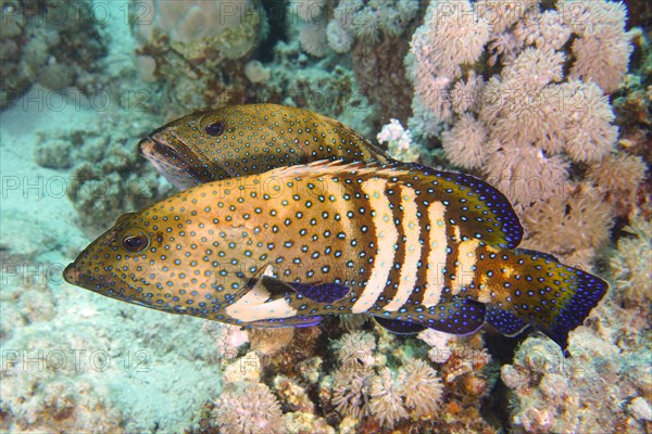 Pair of bluespotted grouper