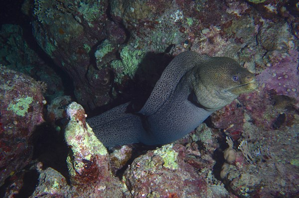 Giant Moray