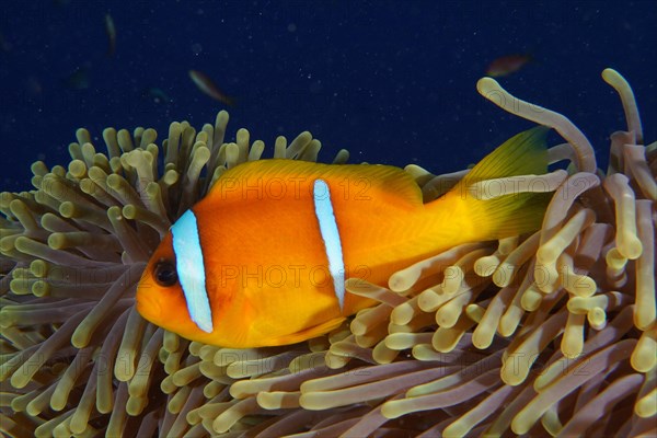 Red sea clownfish