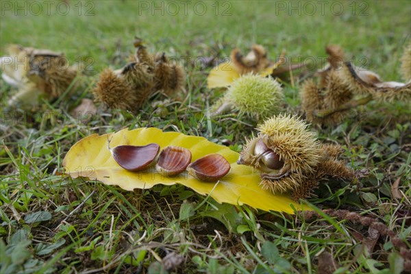 Sweet chestnut