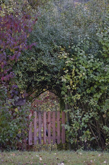 Hedge landscape with wooden door