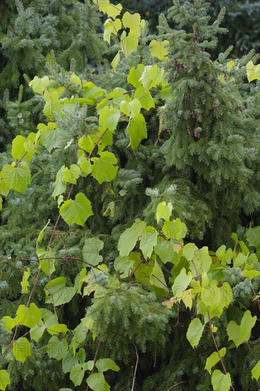 Conifer tree is enclosed by climbers