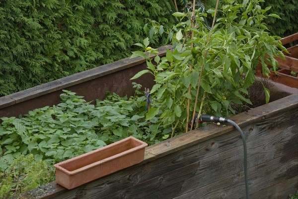 Raised bed