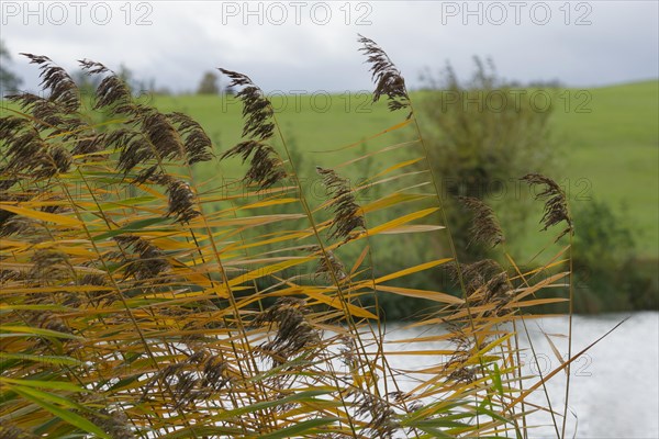 Autumn reeds