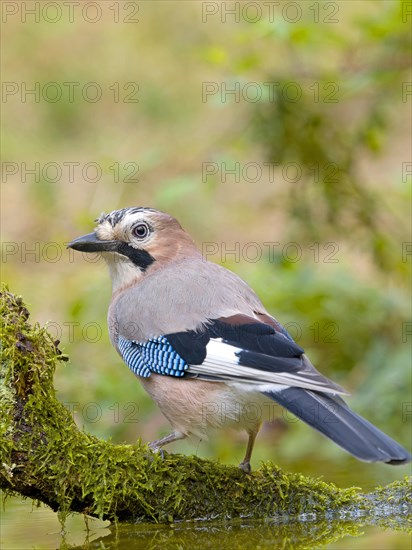 Eurasian jay