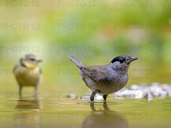 Blackcap