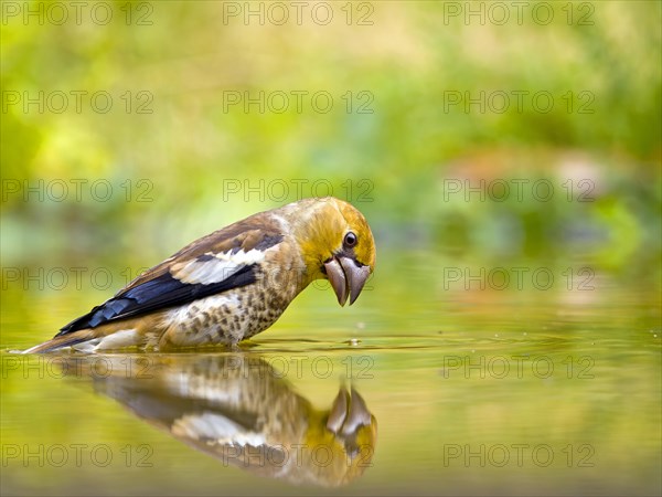 Hawfinch