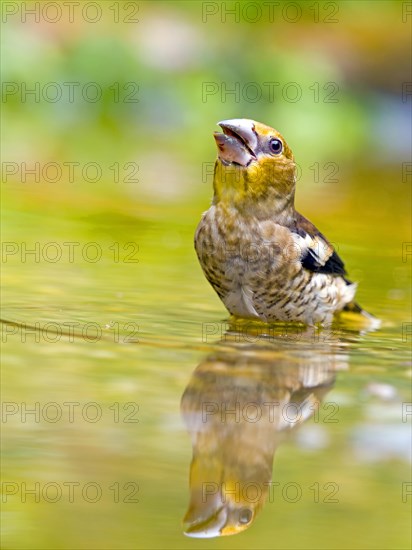 Hawfinch