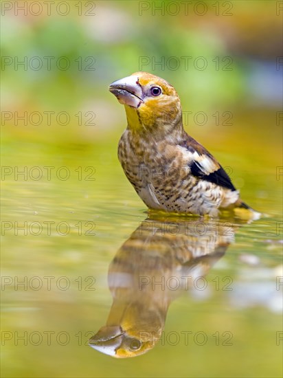 Hawfinch