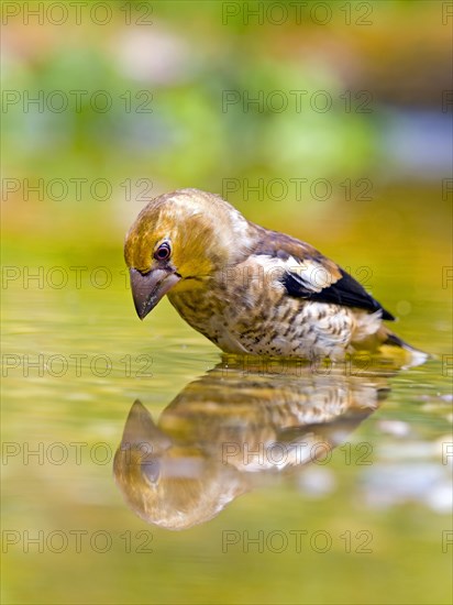 Hawfinch