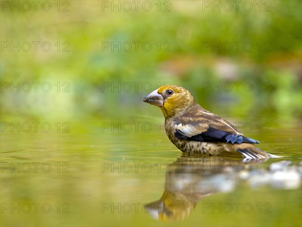 Hawfinch