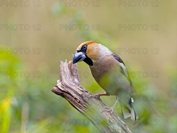 Hawfinch